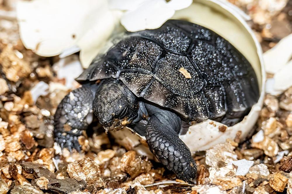 園區第一隻自行孵化的加拉巴哥象龜寶寶。(X)