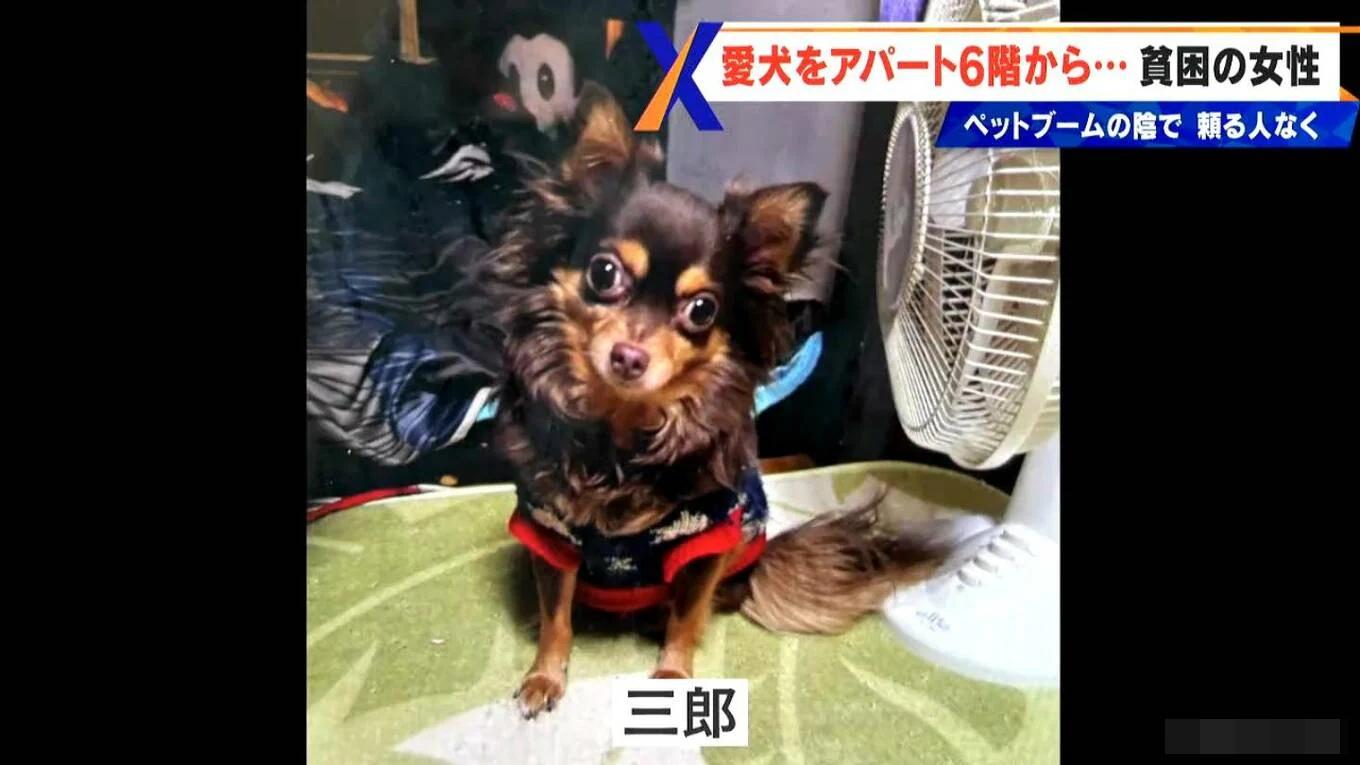 狗狗名叫「三郎」,陪伴主人近20年。(X)