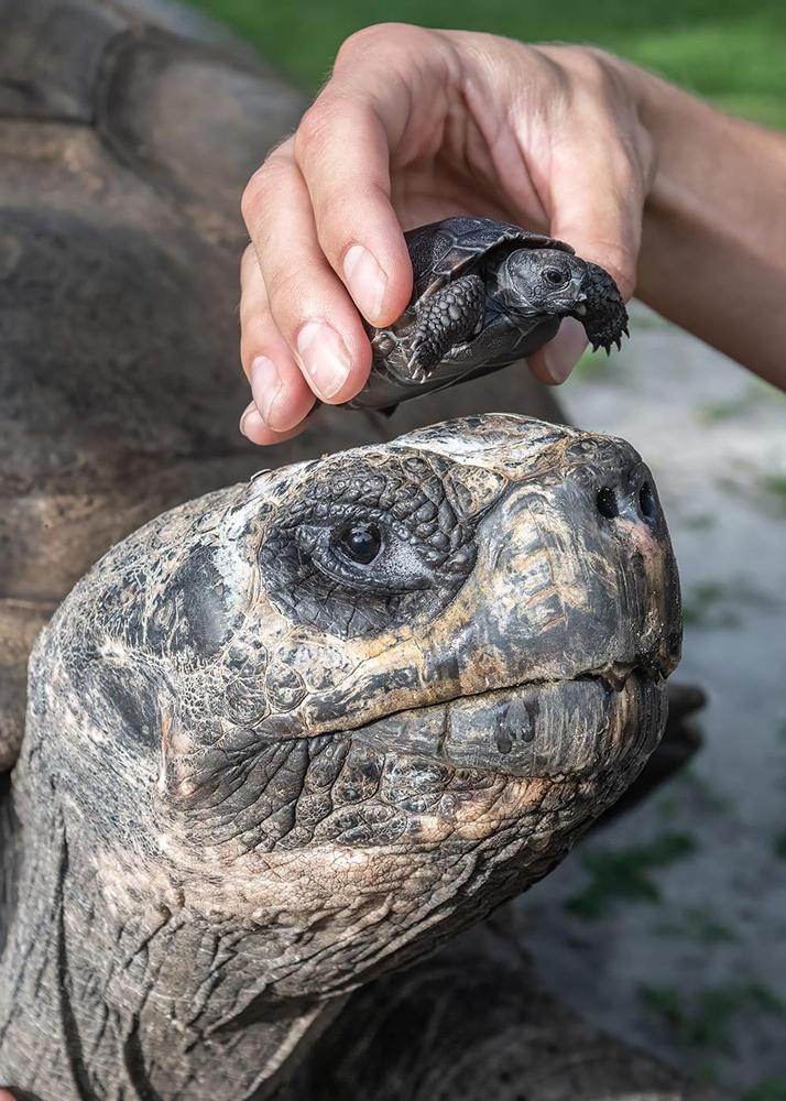 動物園:見證Goliath第135個年頭實現老來得子奇蹟。(X)