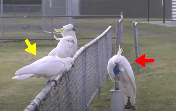 (紅色箭咀)鸚鵡正飲用水,(黃色箭咀)鸚鵡正排隊。(YouTube)
