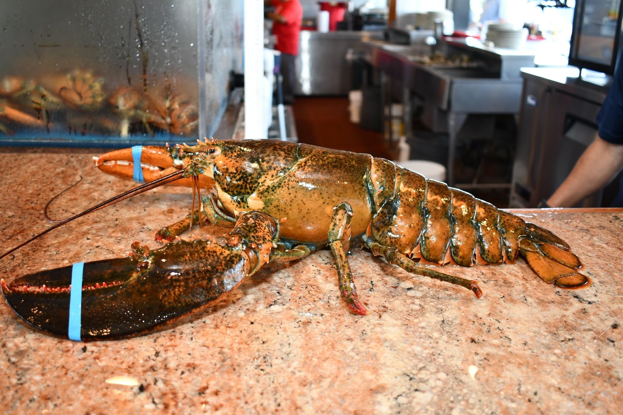 重達約9公斤、年齡約110歲的老龍蝦「Lorenzo」。(FB)