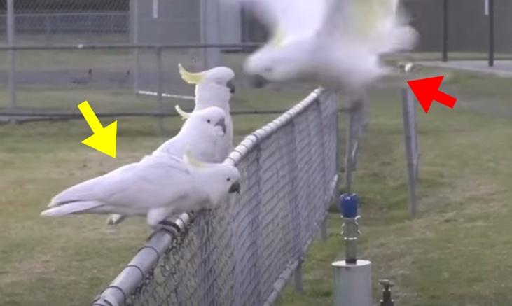 (紅色箭咀)鸚鵡飲完水,(黃色箭咀)鸚鵡正排隊。(YouTube)