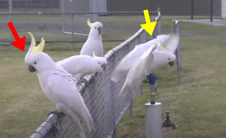 (黃色箭咀)鸚鵡飛到飲水器準備飲水。(YouTube)