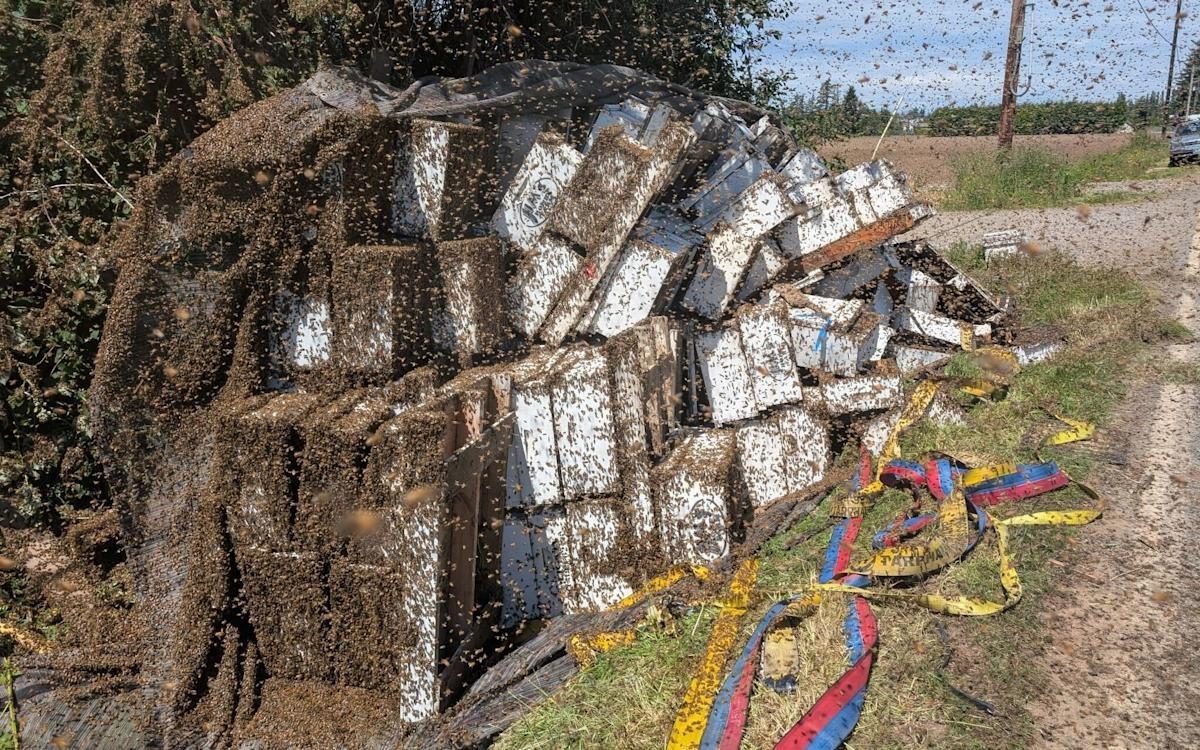 多位蜜蜂專家趕赴現場,將蜂箱從翻覆的卡車上拆卸下來,並召來當地逾20多名養蜂人支援。(YouTube)