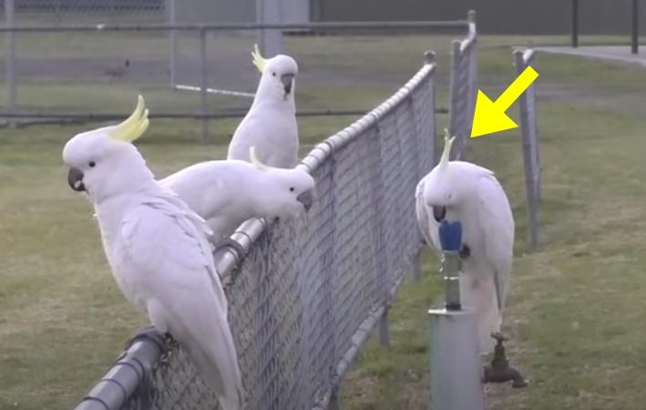 (黃色箭咀)鸚鵡飲水中。(YouTube)