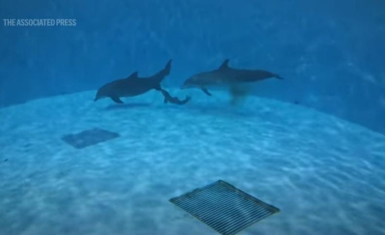 在長達1小時多的生產過程中,Tapeko全程陪伴在側。(YouTube)