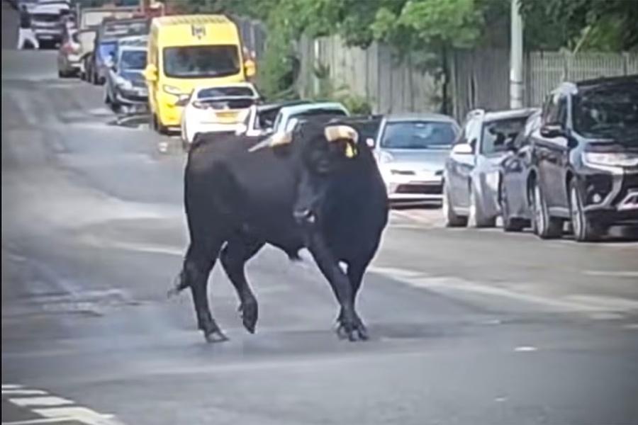 公牛衝到人行道後又跑向馬路,導致行經圓環路口的車輛緊急剎車,道路一度癱瘓。(X)