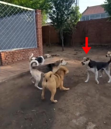 有隻狗衝著其他狗隻呲牙裂嘴。(微博)