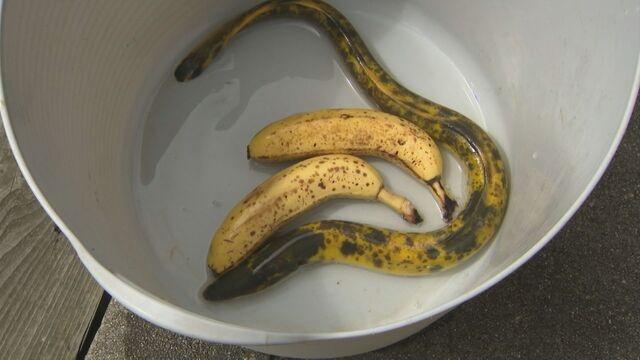 江角彰表示,這次釣到的「香蕉」鰻魚,大概是10萬條才會出現一條。(X)