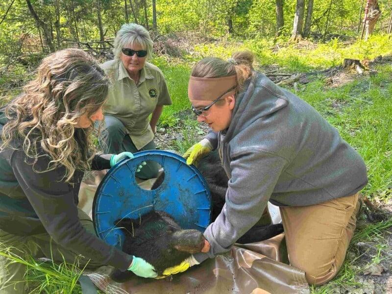 本月2日,黑熊成功被捕並施打鎮靜劑,救援人員立即替牠拆除桶蓋。(X)