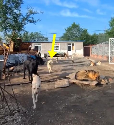 長毛突然出現。(微博)