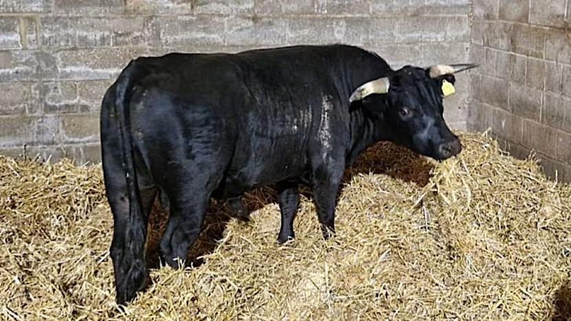 迷失公牛獲新名字,與750隻同伴安享晚年。(X)