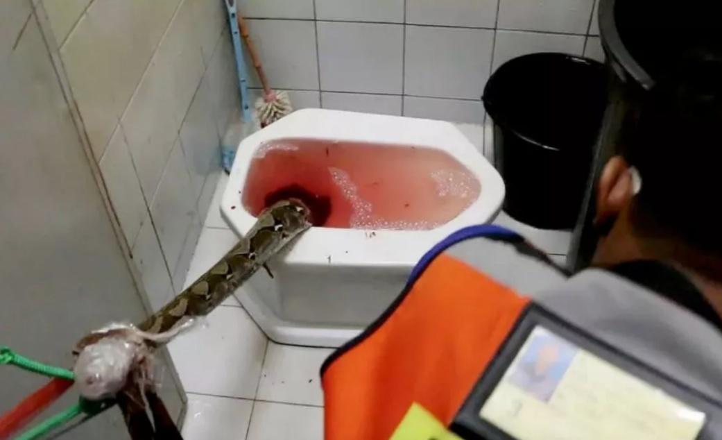 救援人員費盡功夫拆除馬桶與下水管線,才成功捕獲這條藏匿在馬桶裡的巨蟒。(X)