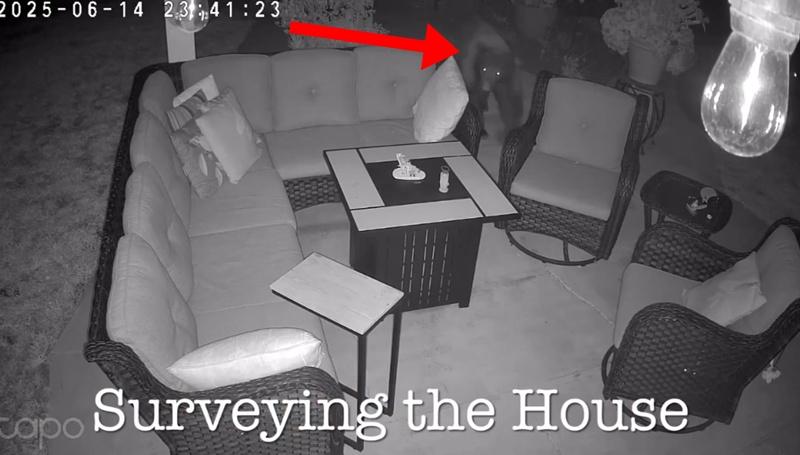 黑熊進入後在屋內四處閒逛,走過後院、客廳到起居室,明顯想找尋食物。(IG)