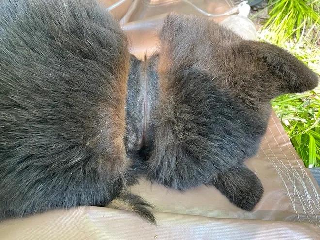 牠脖子留下明顯疤痕與膿瘡。(X)