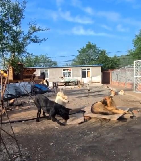 體型最大的黑狗看到長毛都嚇得縮起身子低頭。(微博)