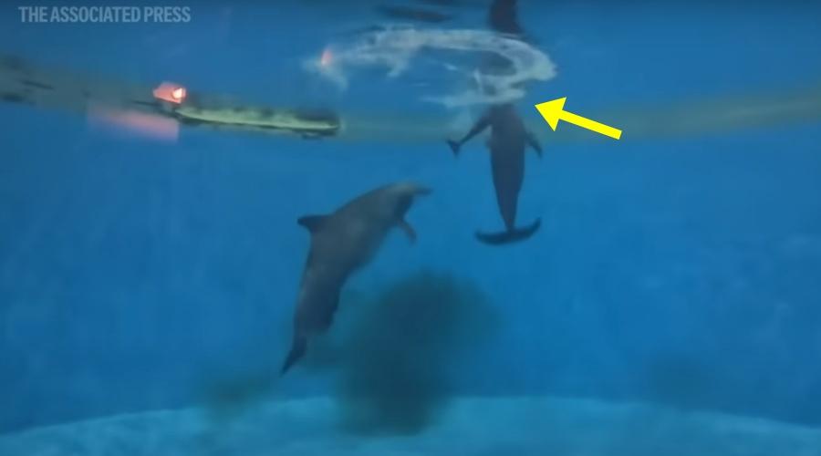 Tapeko協助小海豚順利游向水面吸下第一口氣。(YouTube)