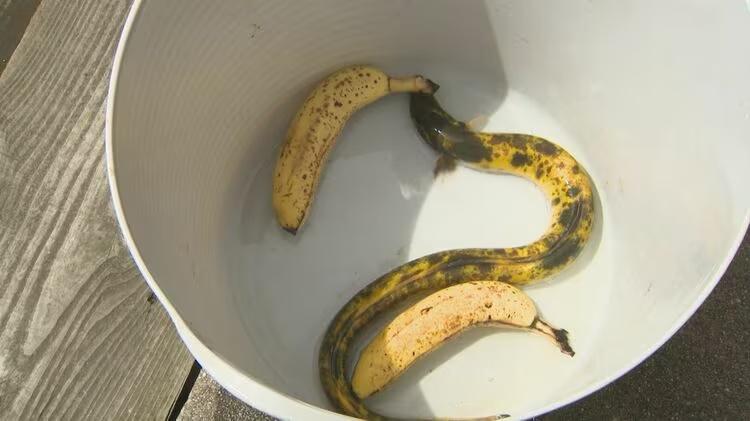 網民:「以為是真的香蕉」、「長了梅花點,熟透了」。(X)