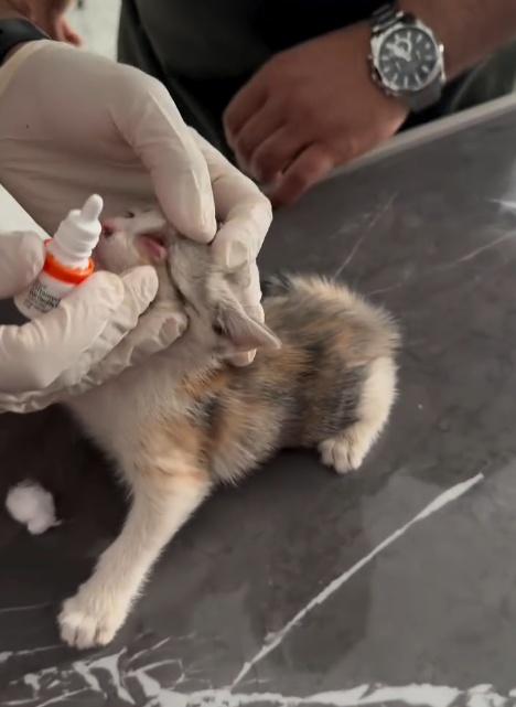 小貓眼睛紅腫、受到感染。(IG)