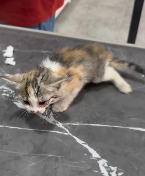 小貓接受治療後。(IG)