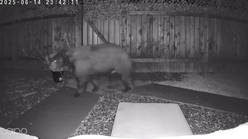 黑熊進入後在屋內四處閒逛,走過後院、客廳到起居室,明顯想找尋食物。(IG)