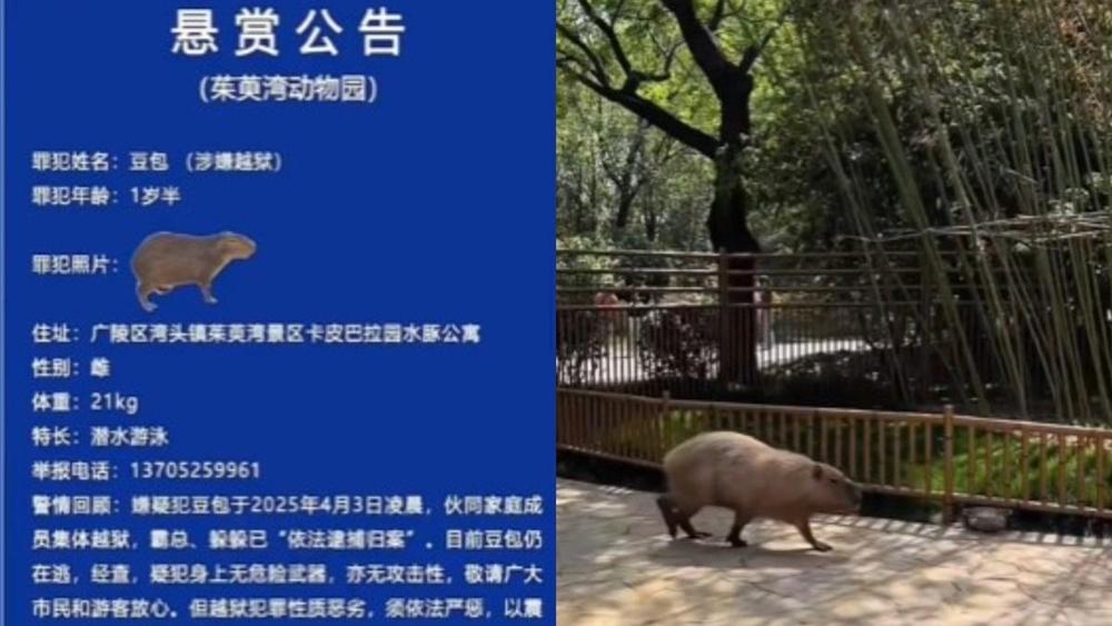 動物園發出「懸賞公告」。(微博)