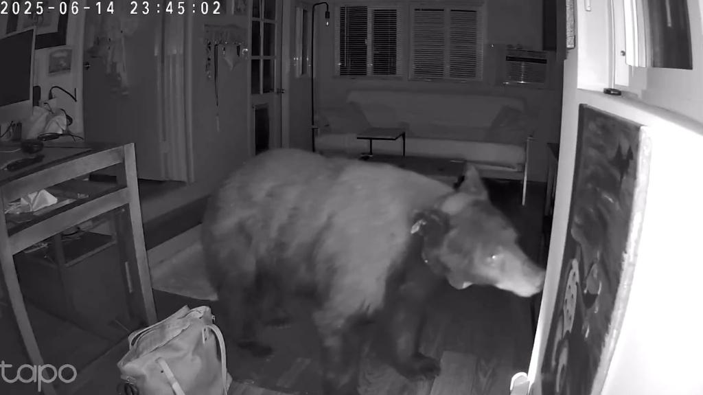 黑熊進入後在屋內四處閒逛,走過後院、客廳到起居室,明顯想找尋食物。(IG)