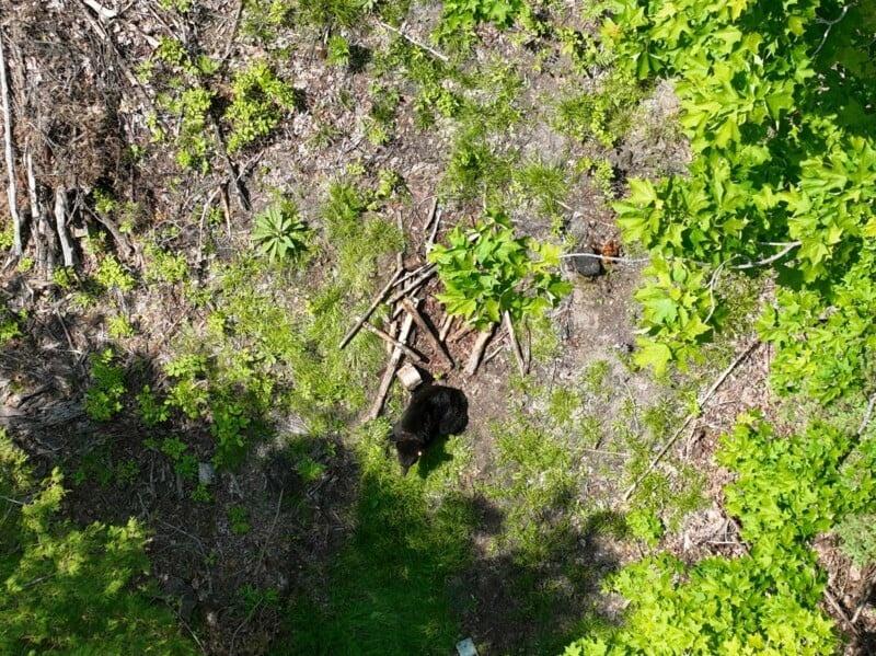 黑熊被拆除膠蓋後。(X)