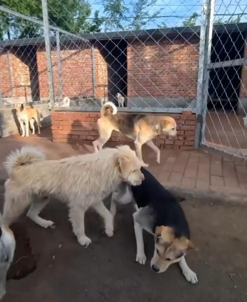 鬧事的狗看到長毛後立刻趴下,被輕輕一按就順勢倒地臣服。(微博)