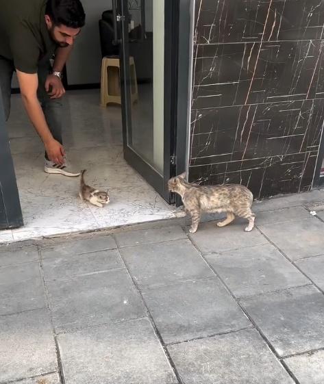 獸醫將小貓送回等在門口焦急等待的貓媽媽身邊。(IG)