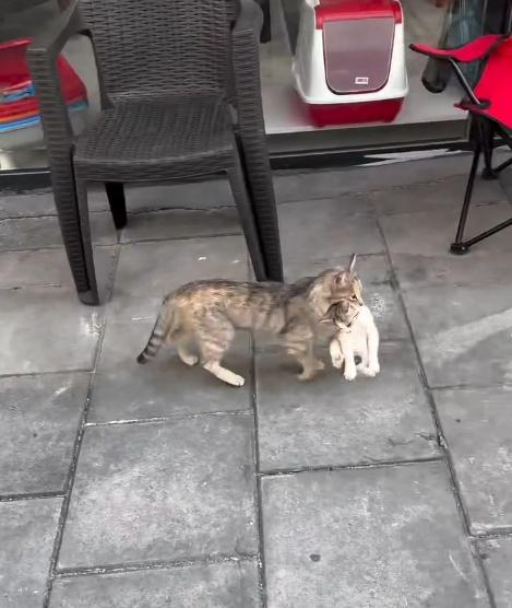 獸醫將小貓送回等在門口焦急等待的貓媽媽身邊,貓媽媽便帶著小貓離開。(IG)