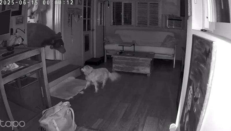 Doodle發現黑熊後不但沒有躲避,而是挺身而出守維家園。(IG)