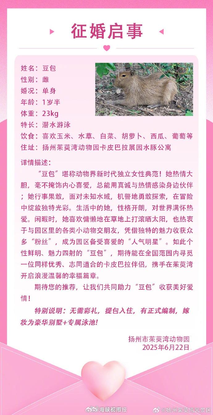 動物園為「豆包」徵婚。(微博)