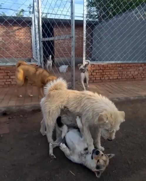 鬧事的狗看到長毛後立刻趴下,被輕輕一按就順勢倒地臣服。(微博)