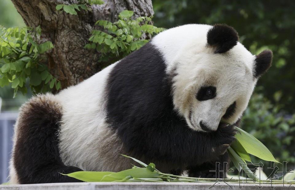 旦旦期後旅經歷了胎死腹中的不幸,更兩度產下幼崽後夭折。(網上圖片)