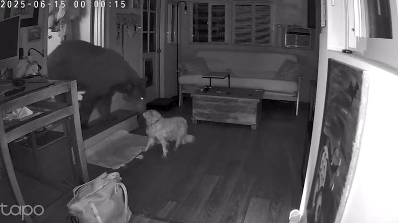 黑熊則是繼續往前,雙方鼻子更一度要碰到。(IG)