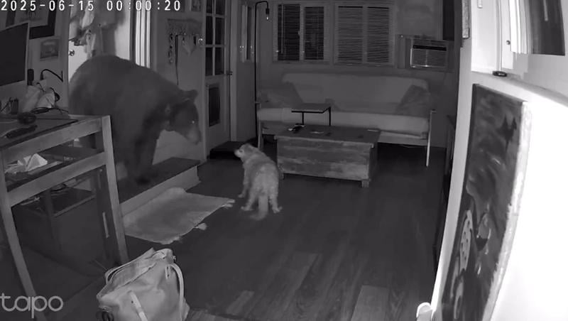 Doodle跑開前又對黑熊叫了幾聲。(IG)