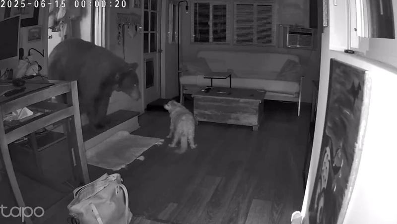 Doodle跑開前又對黑熊叫了幾聲。(IG)