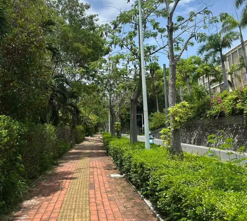 事主在海南被毒蛇咬傷的事發路段。(《網易》)