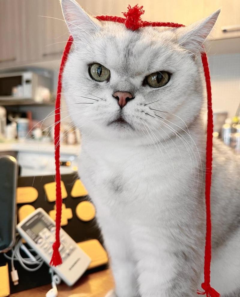 葉巧琳年內兩度喪貓 新歌撫平悲傷情緒