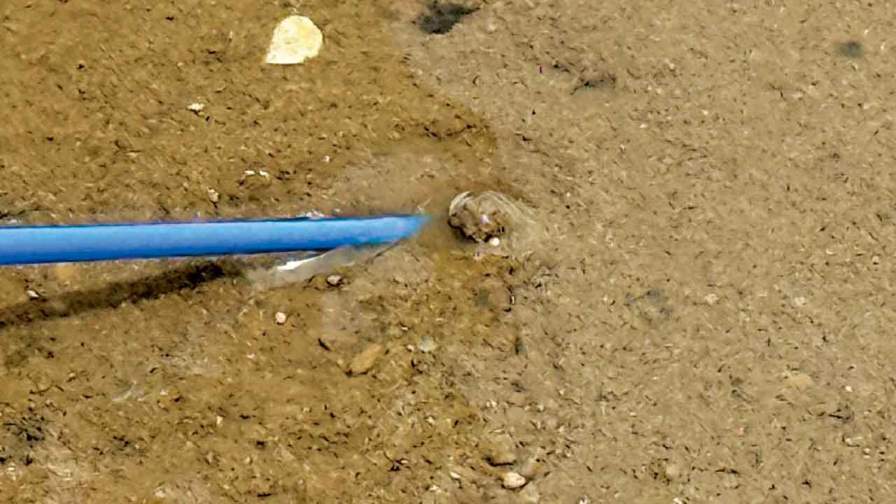 年幼馬蹄蟹泥灘內棲息,以肉眼偵測有一定難度。