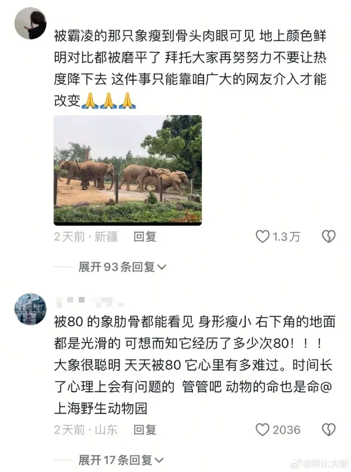 上海野生動物園近傳出有大象被集體欺凌,引起網民關注。