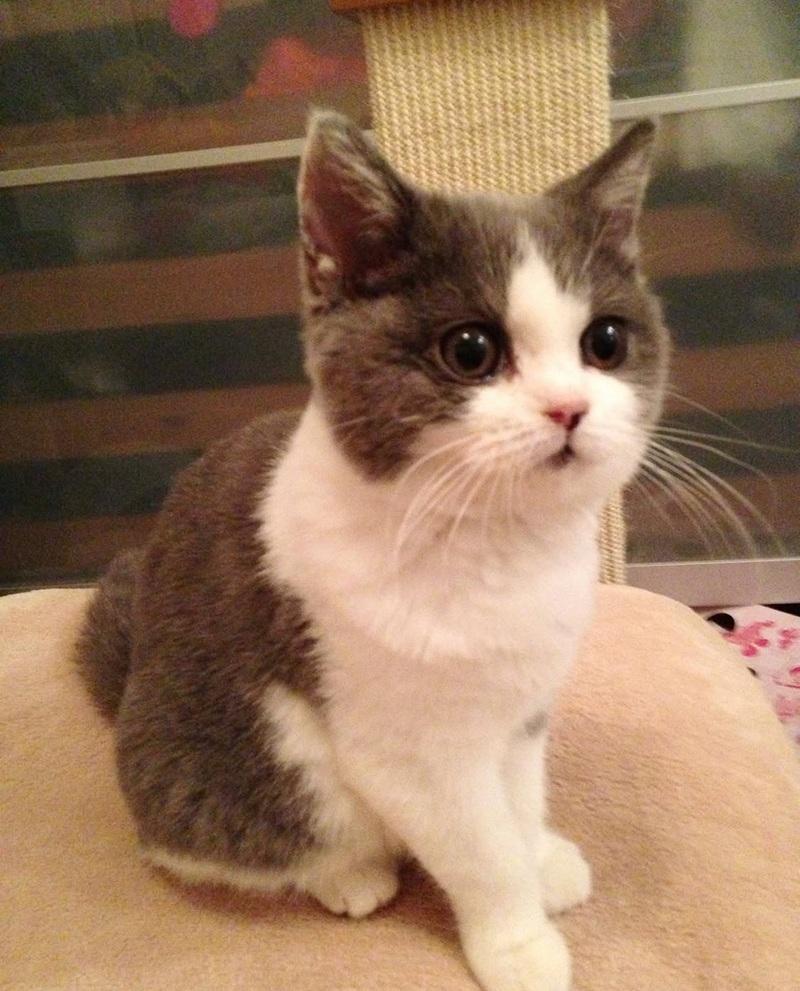 葉巧琳年內兩度喪貓 新歌撫平悲傷情緒