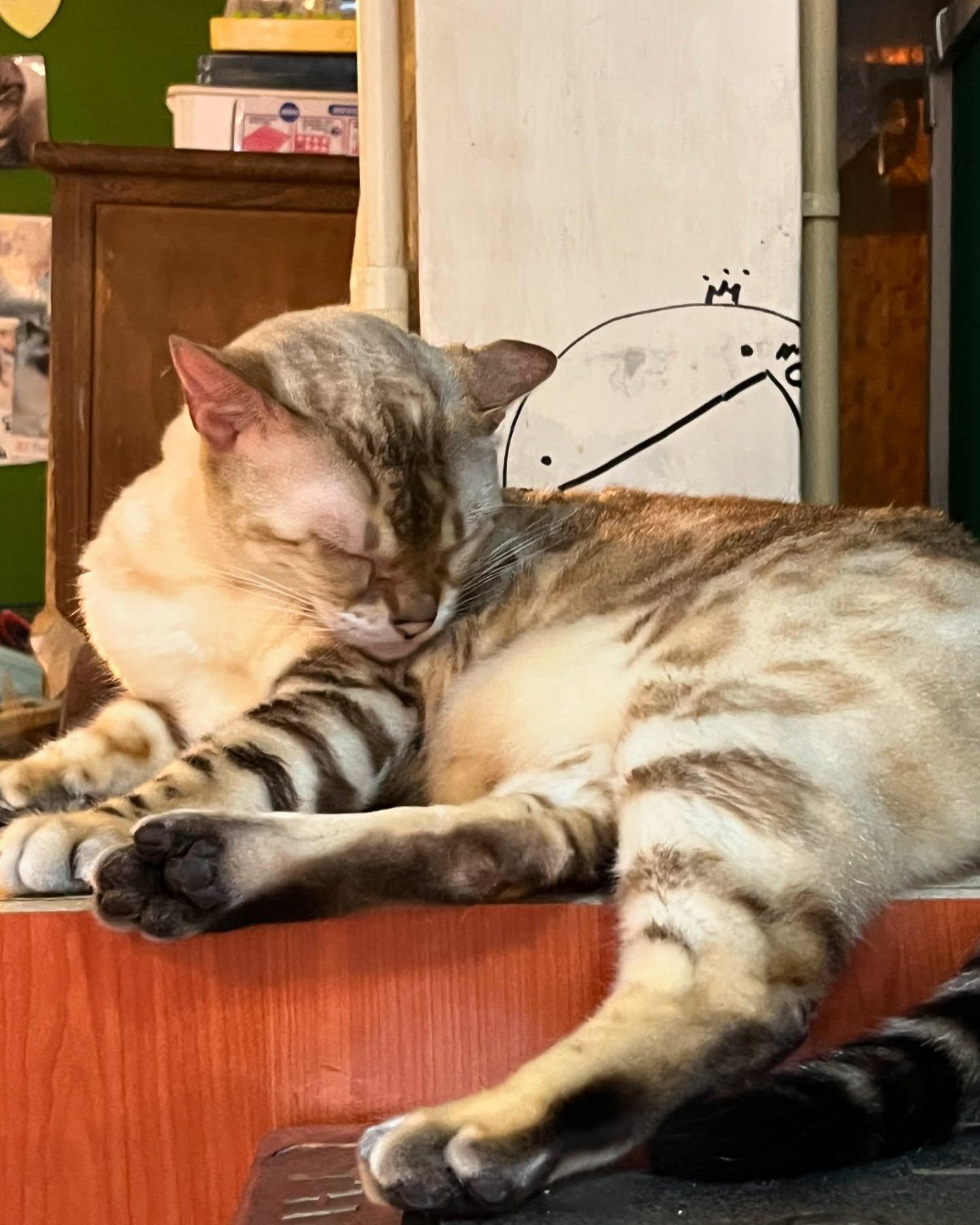 香港貓Cafe始祖「阿貓地攤」明日結業(阿貓地攤FB圖片)