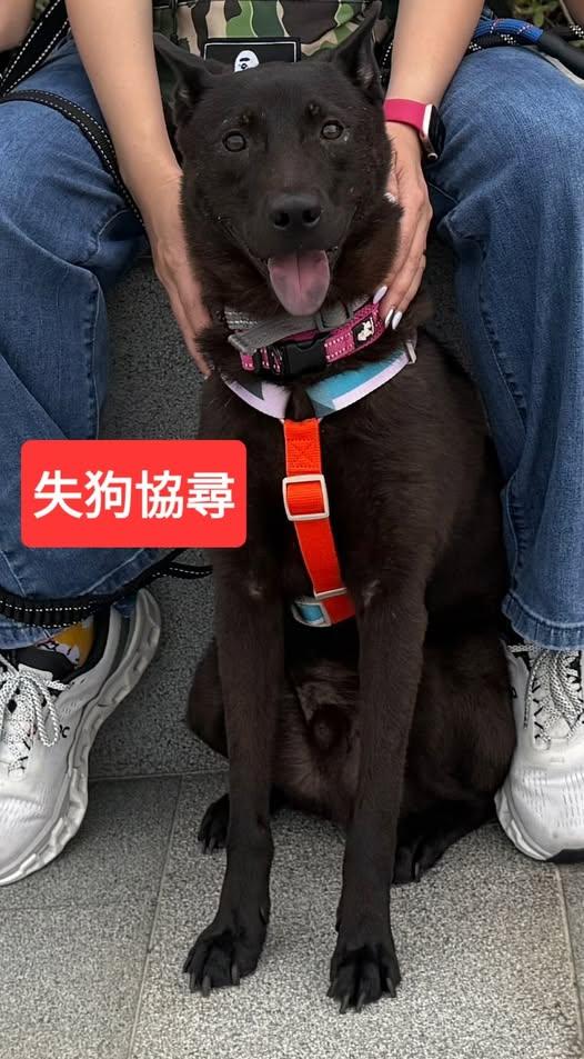 一隻黑色唐狗「啤啤」走失後遭車撞斃。(fb「筲箕灣西灣河關注組」圖片)