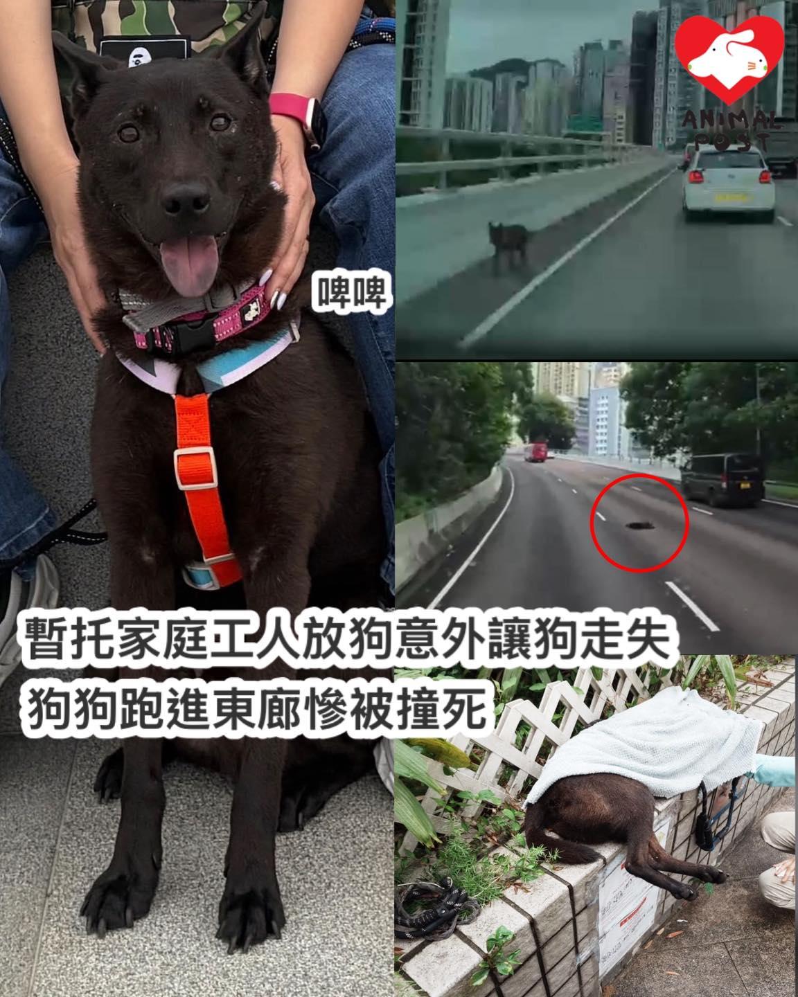 一隻黑色唐狗「啤啤」走失後遭車撞斃。(fb「香港動物報」圖片)