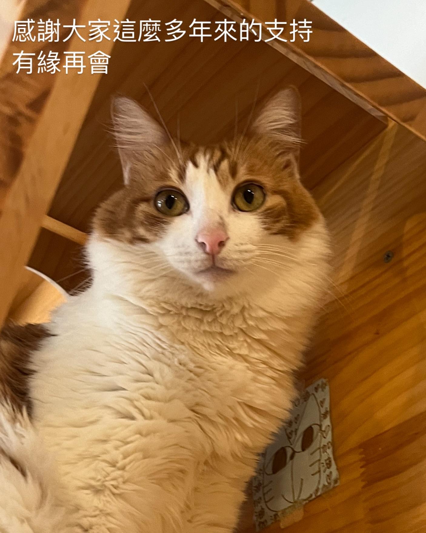 香港貓Cafe始祖「阿貓地攤」明日結業(阿貓地攤FB圖片)