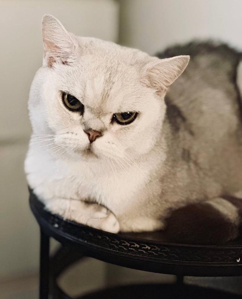 葉巧琳年內兩度喪貓 新歌撫平悲傷情緒