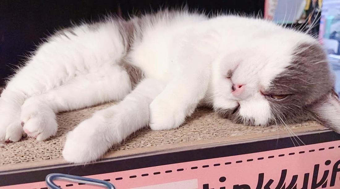 葉巧琳年內兩度喪貓 新歌撫平悲傷情緒