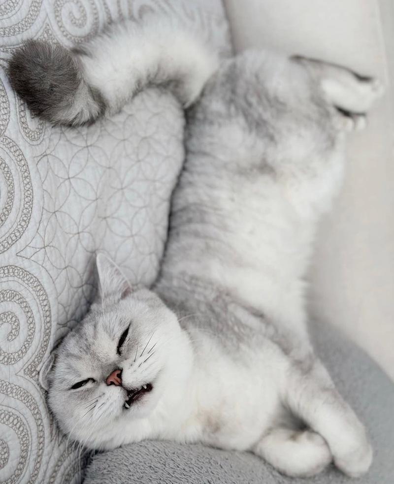 葉巧琳年內兩度喪貓 新歌撫平悲傷情緒